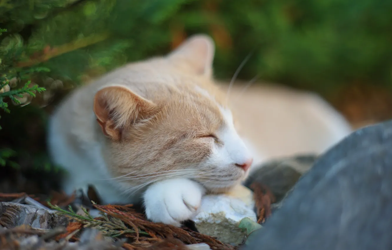 Photo wallpaper cat, nature, stone, sleeping, needles