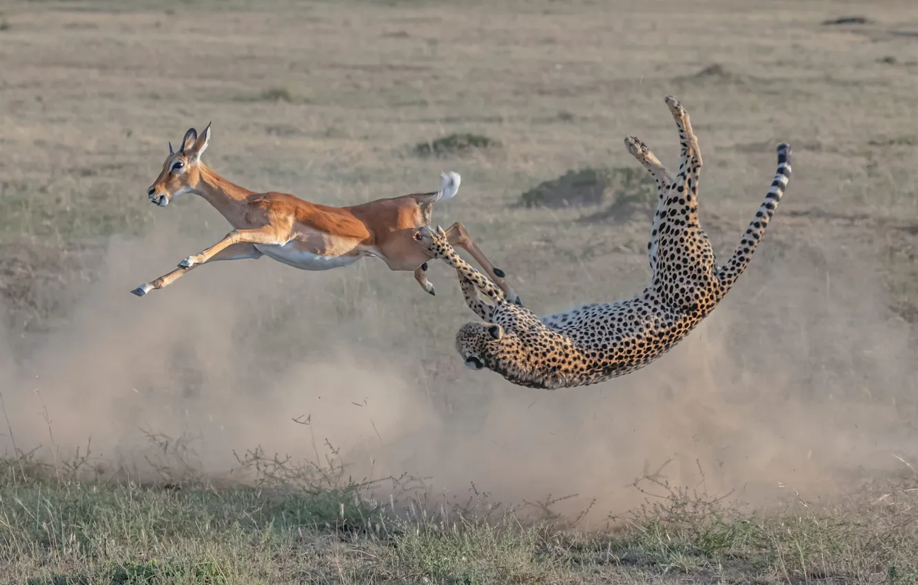 Photo wallpaper leopard, hunting, throw, DOE