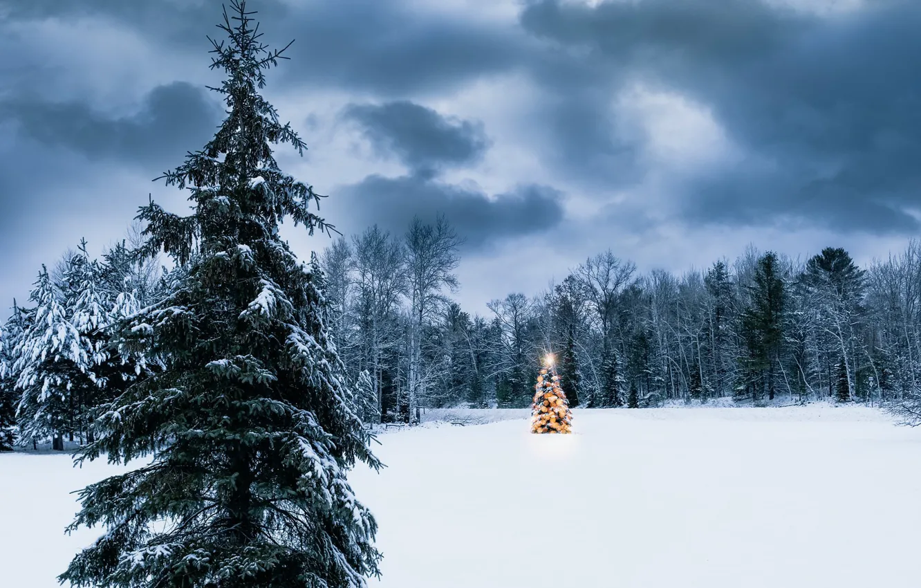Photo wallpaper winter, forest, holiday, tree