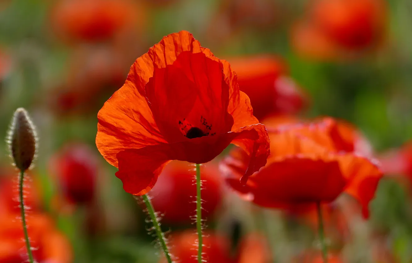 Photo wallpaper flowers, Mac, flowering