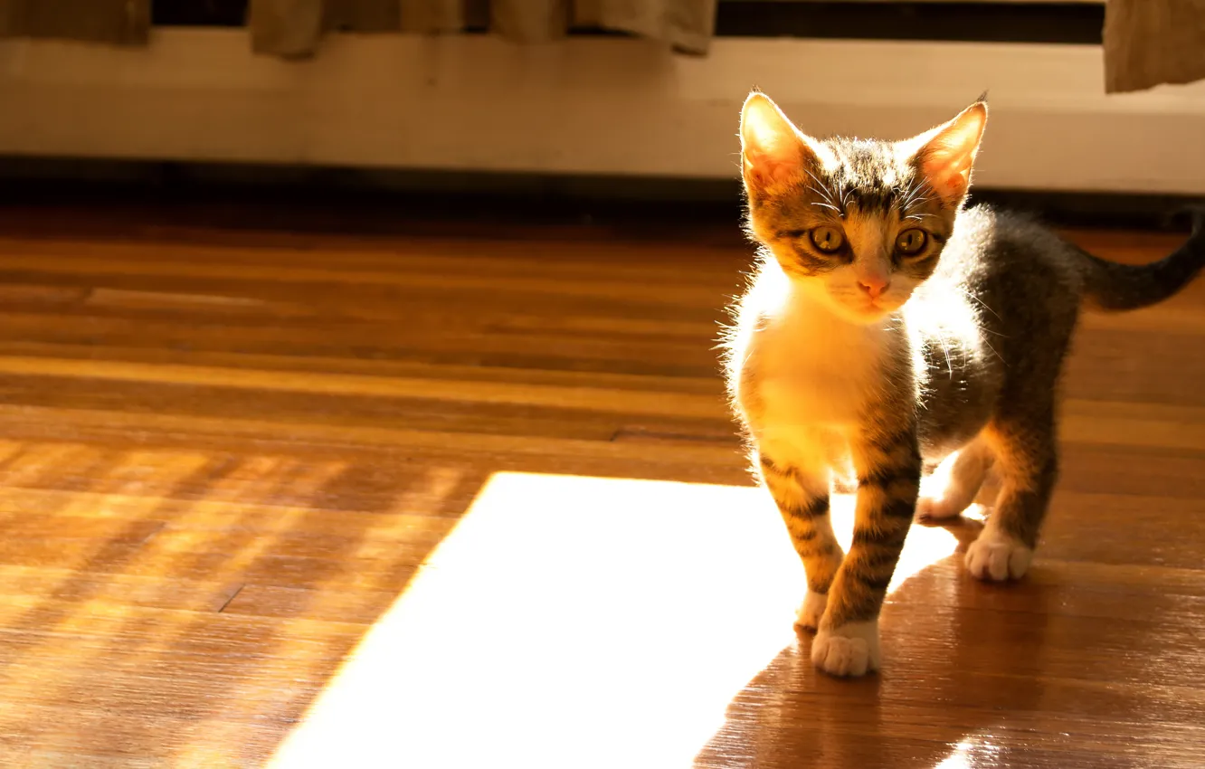 Photo wallpaper cat, look, light, glare, kitty, room, floor, ears