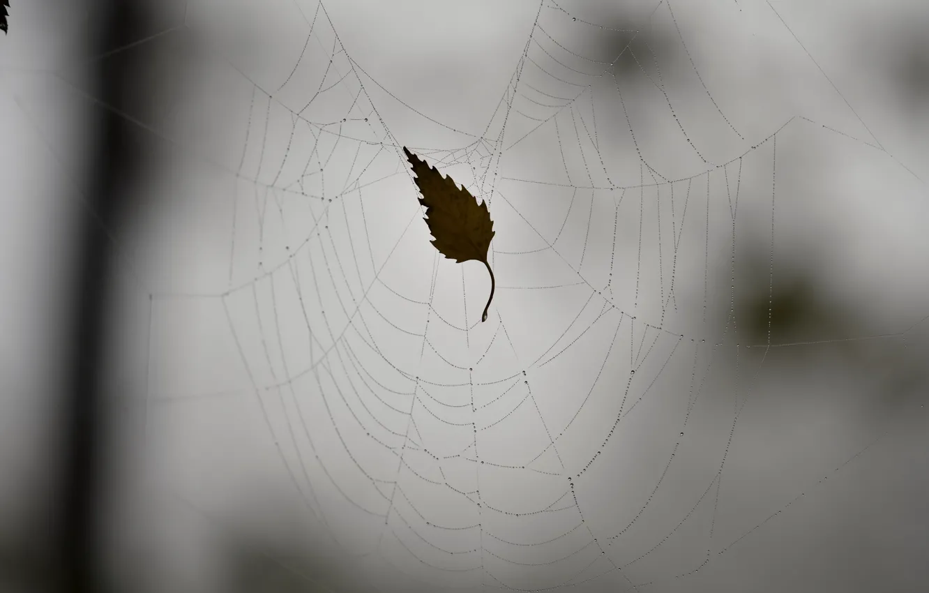 Photo wallpaper autumn, leaves, nature, web