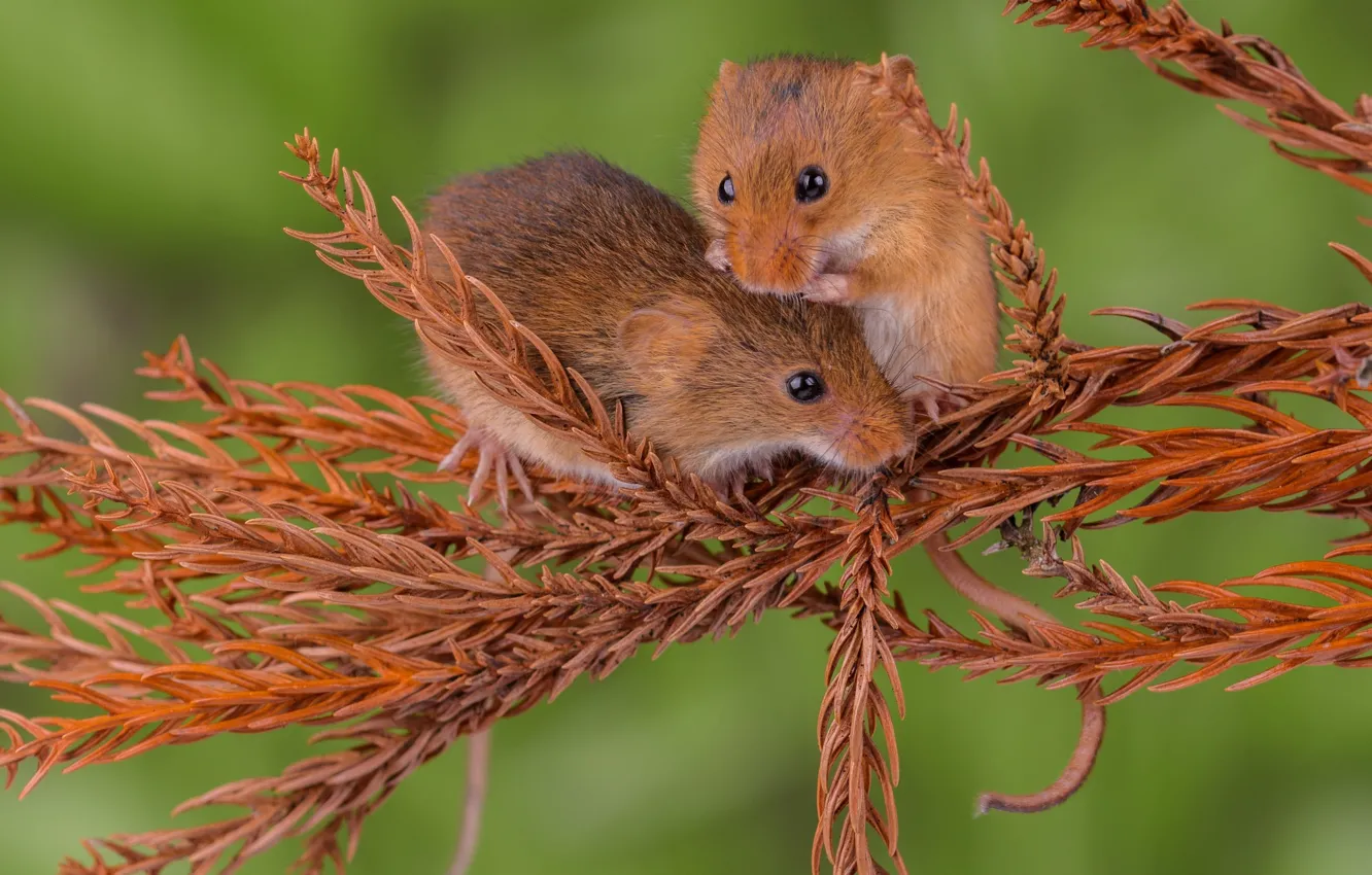 Photo wallpaper nature, mouse, needles