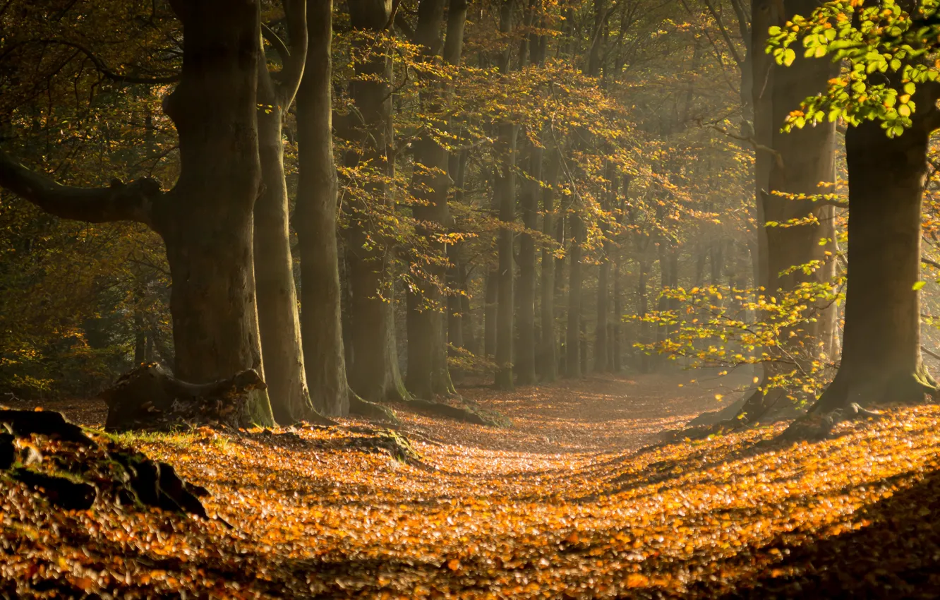 Photo wallpaper autumn, forest, trees, nature, trail, sunlight