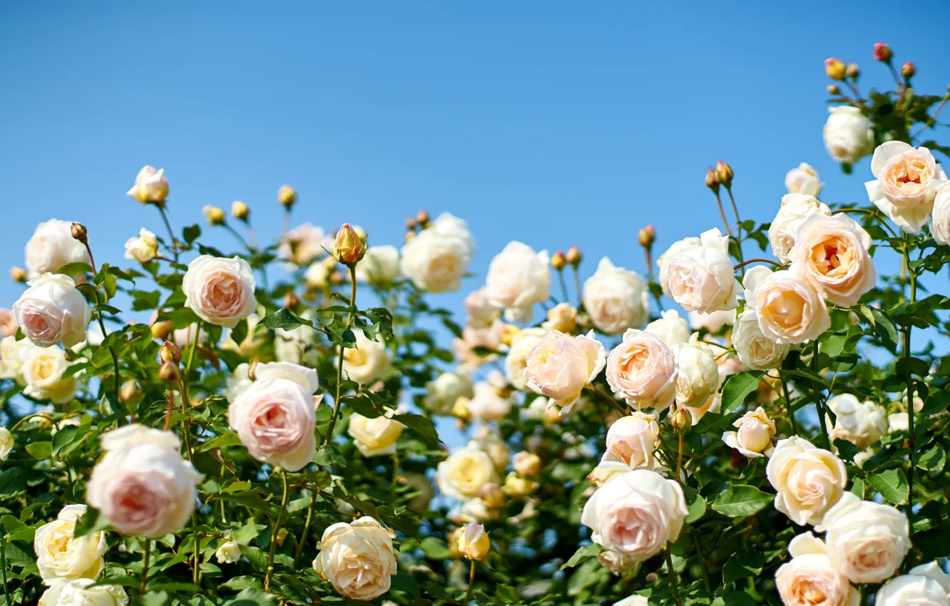 Photo wallpaper roses, beauty, the bushes, beige