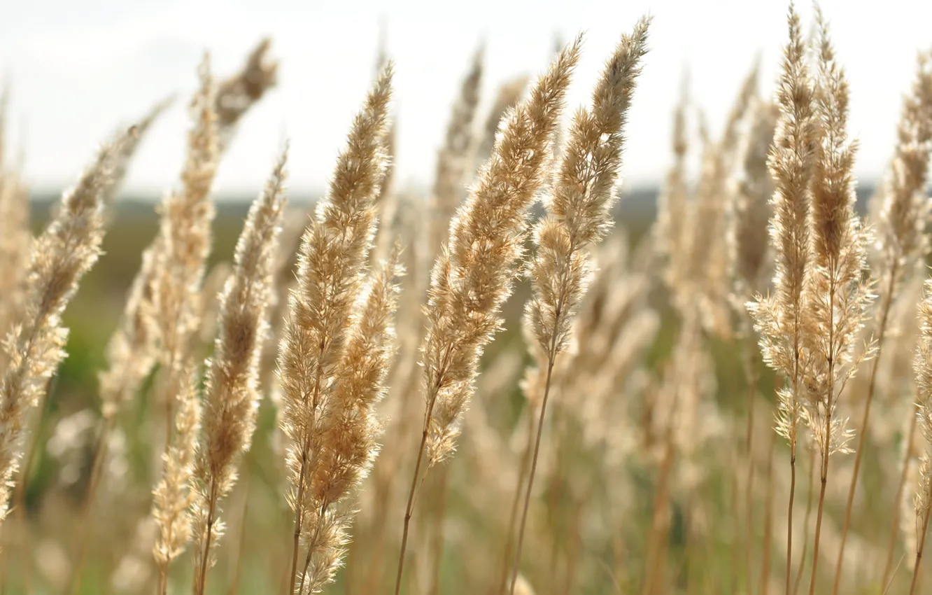 Photo wallpaper grass, ears, dry grass