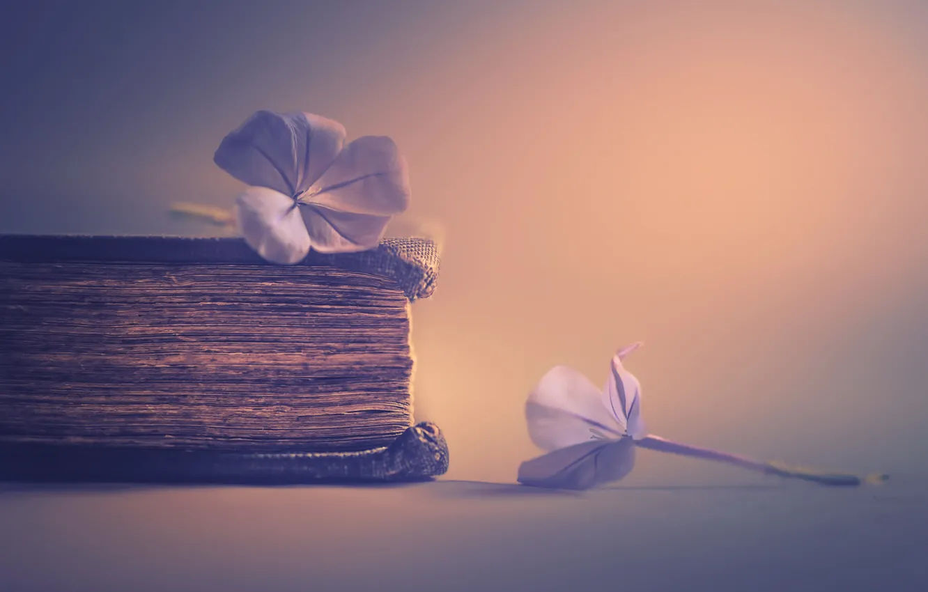 Photo wallpaper flowers, background, book
