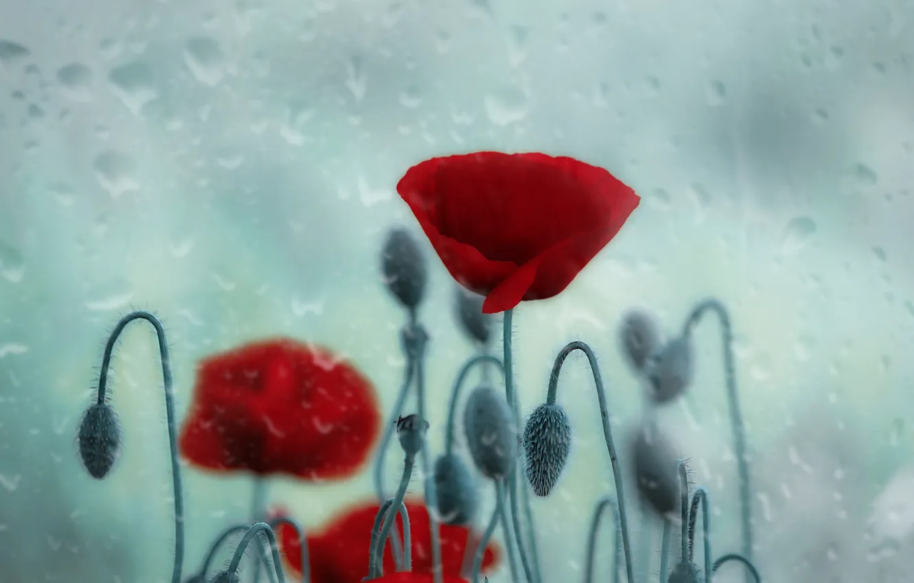 Photo wallpaper glass, drops, flowers, red, Maki