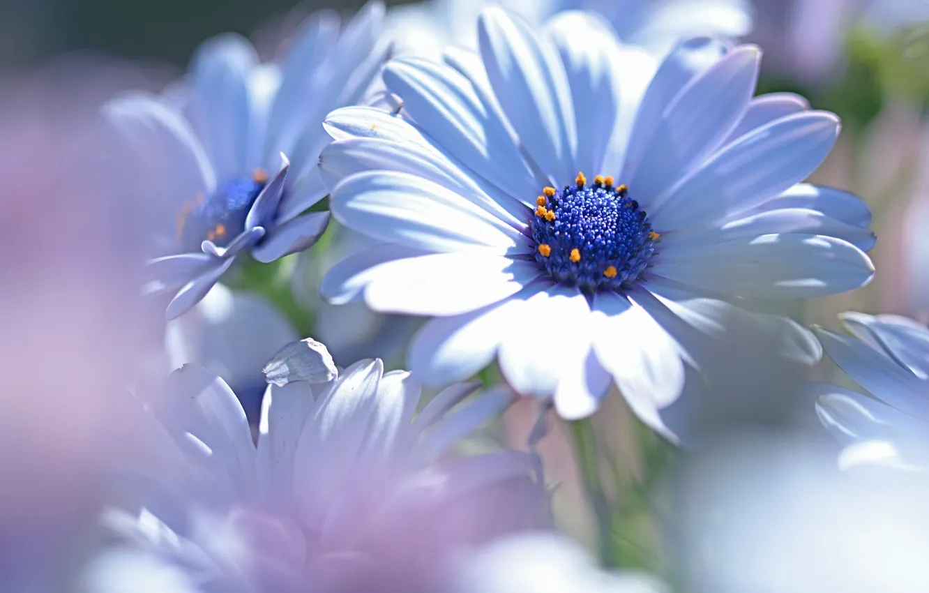 Photo wallpaper flowers, blur, white, Osteospermum
