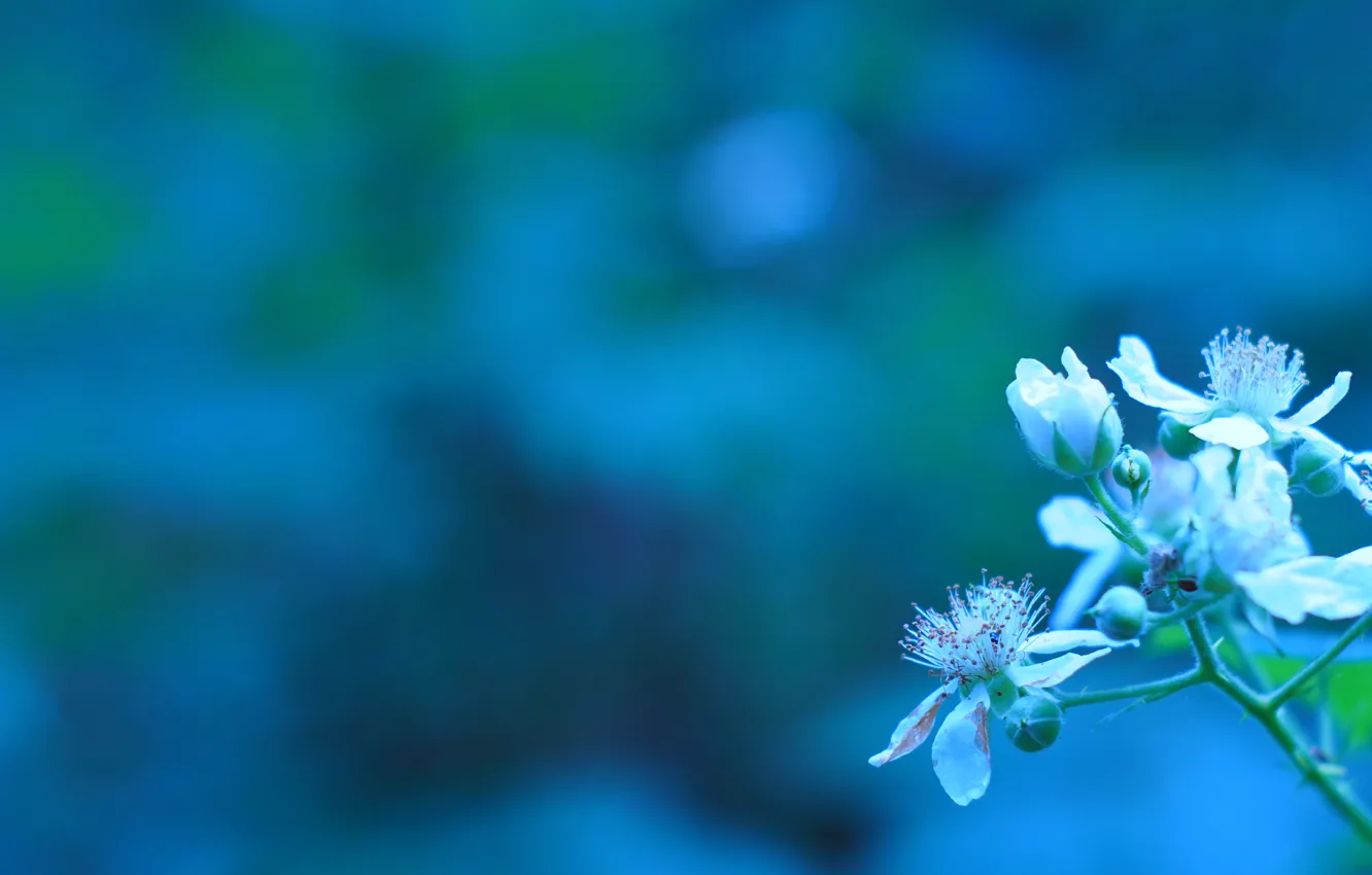 Photo wallpaper flowers, branches, spring, buds, flowering