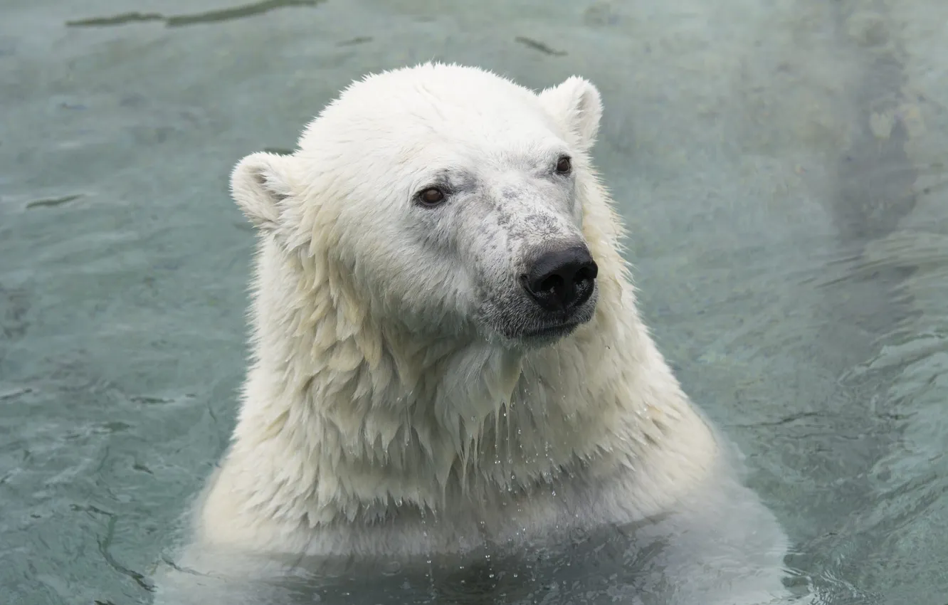 Photo wallpaper face, predator, bathing, polar bear, zoo, polar bear