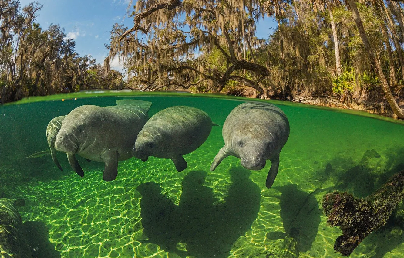 Photo wallpaper water, transparent, river, manatee