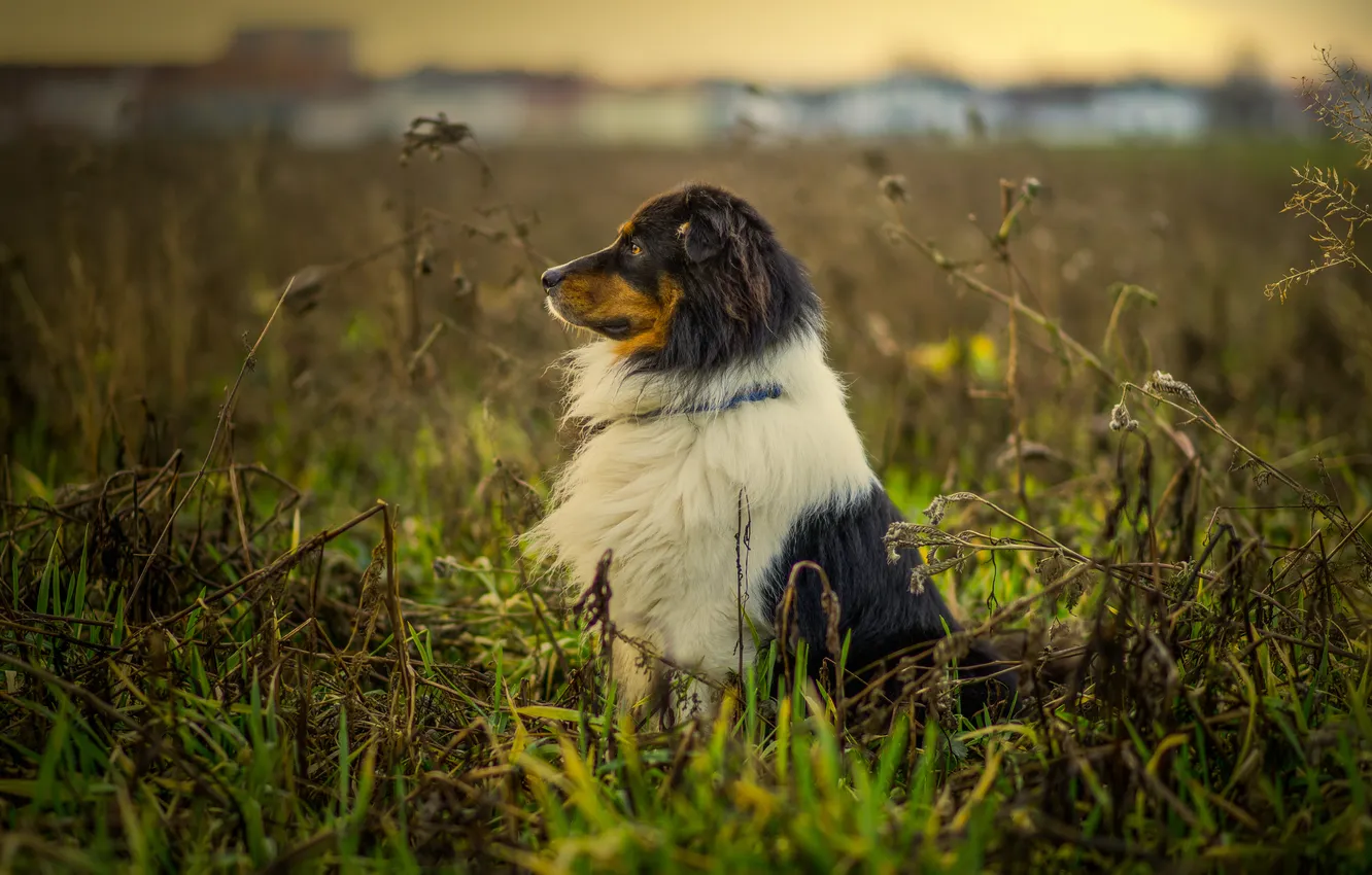 Photo wallpaper look, each, dog