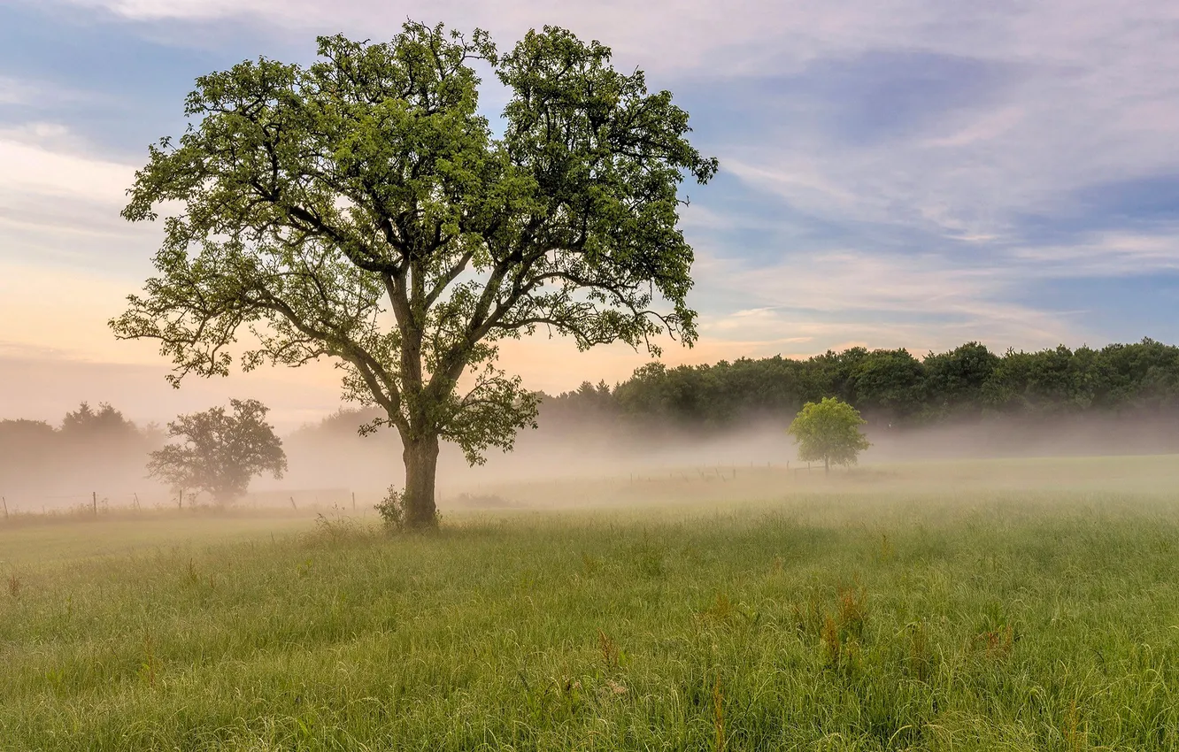 Photo wallpaper grass, clouds, trees, fog, meadow, grove