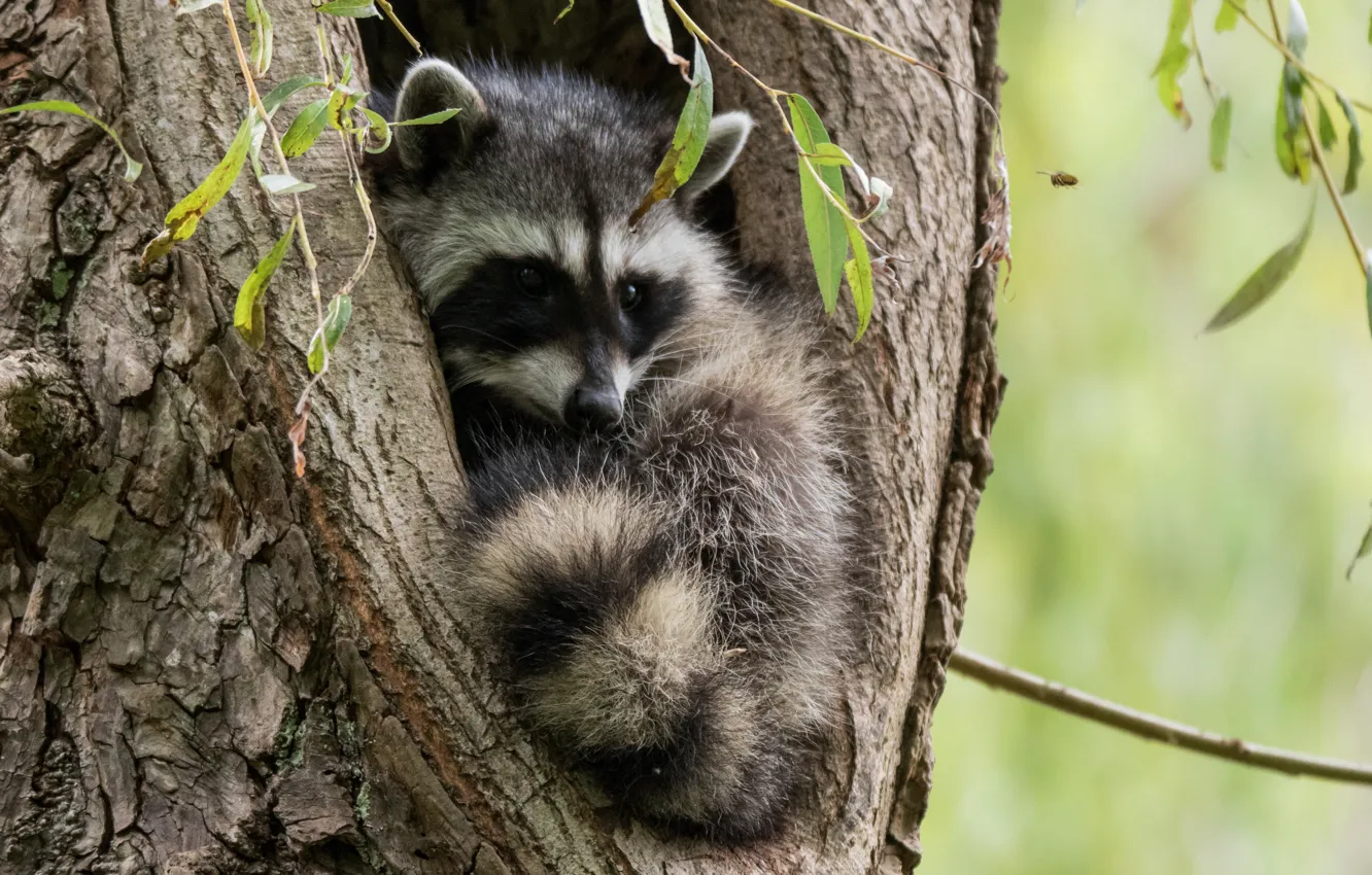 Photo wallpaper tree, raccoon, cub, the hollow, in the hollow