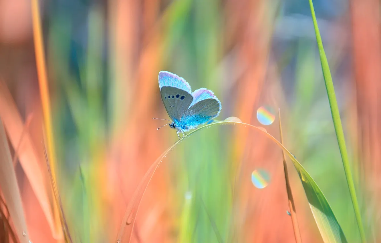 Photo wallpaper photographer Katrin Suroleiska, grass, a blade of grass, wings, butterfly, stem