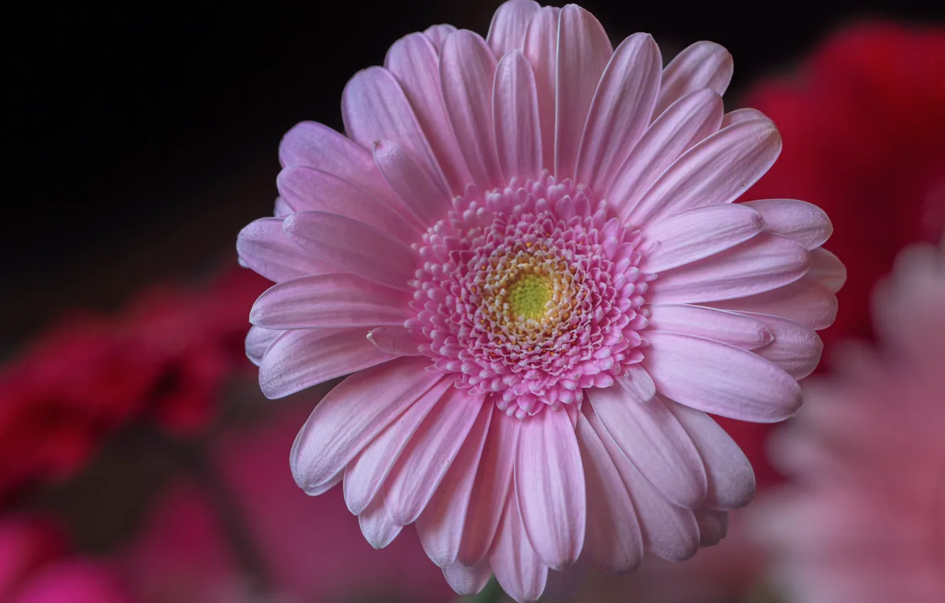 Photo wallpaper macro, pink, gerbera