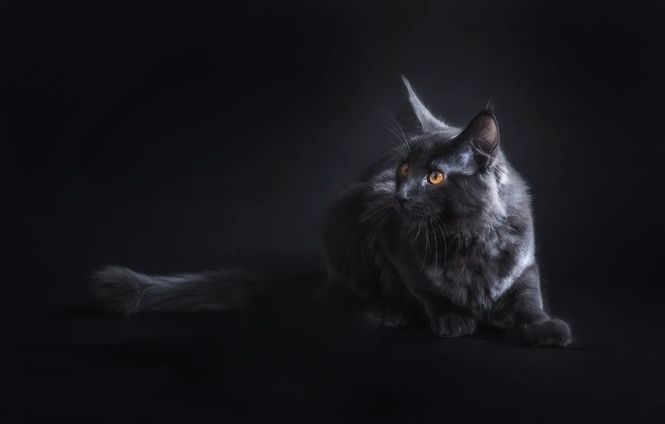 Photo wallpaper cat, look, black, muzzle, ears, Maine Coon