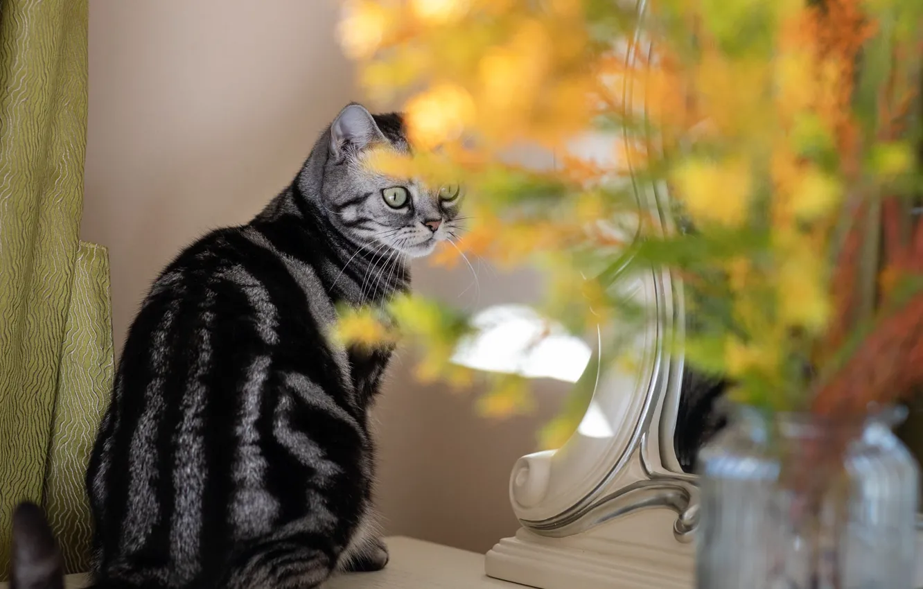 Photo wallpaper cat, cat, look, flowers, yellow, bouquet, mirror, vase