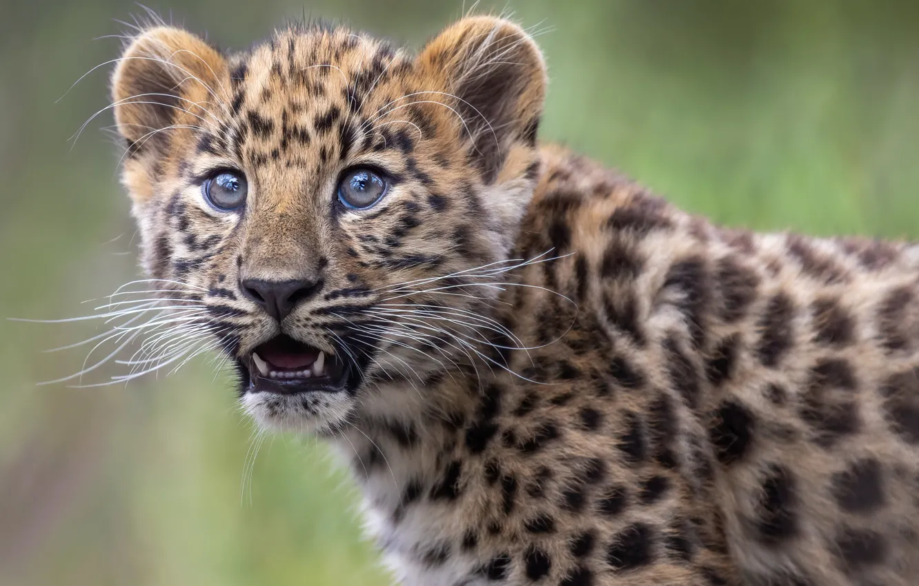 Photo wallpaper look, leopard, cub, kitty, face, wild cat