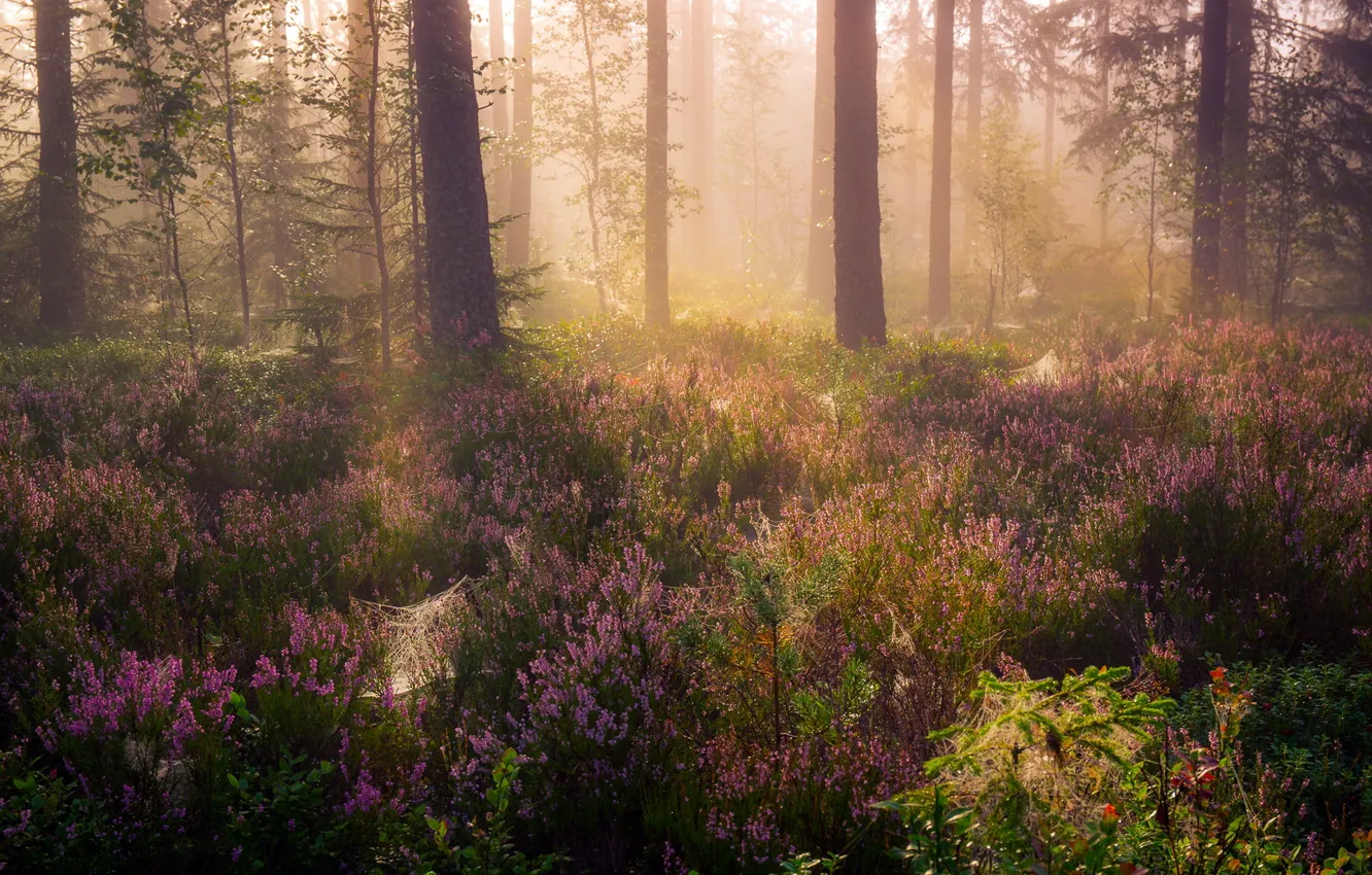 Photo wallpaper forest, fog, morning