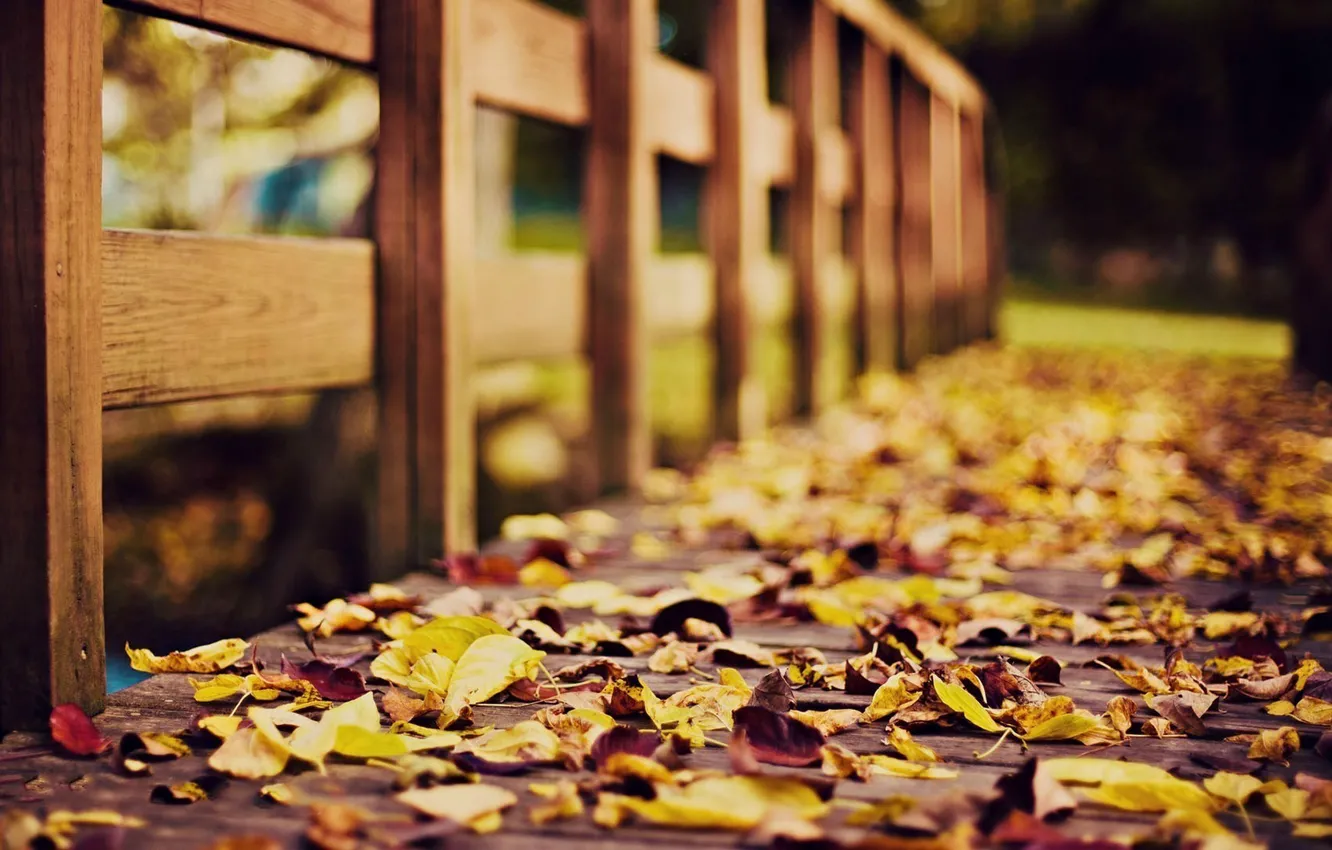Photo wallpaper autumn, photo, foliage, wooden, the bridge
