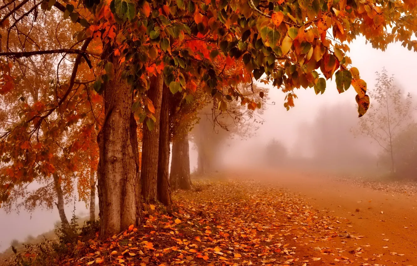 Photo wallpaper fog, falling leaves, autumn Park