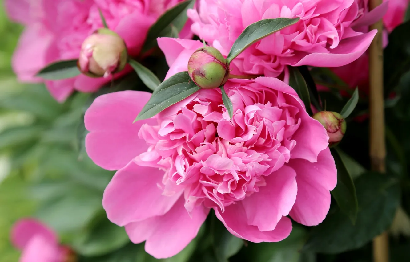Photo wallpaper macro, pink, peonies
