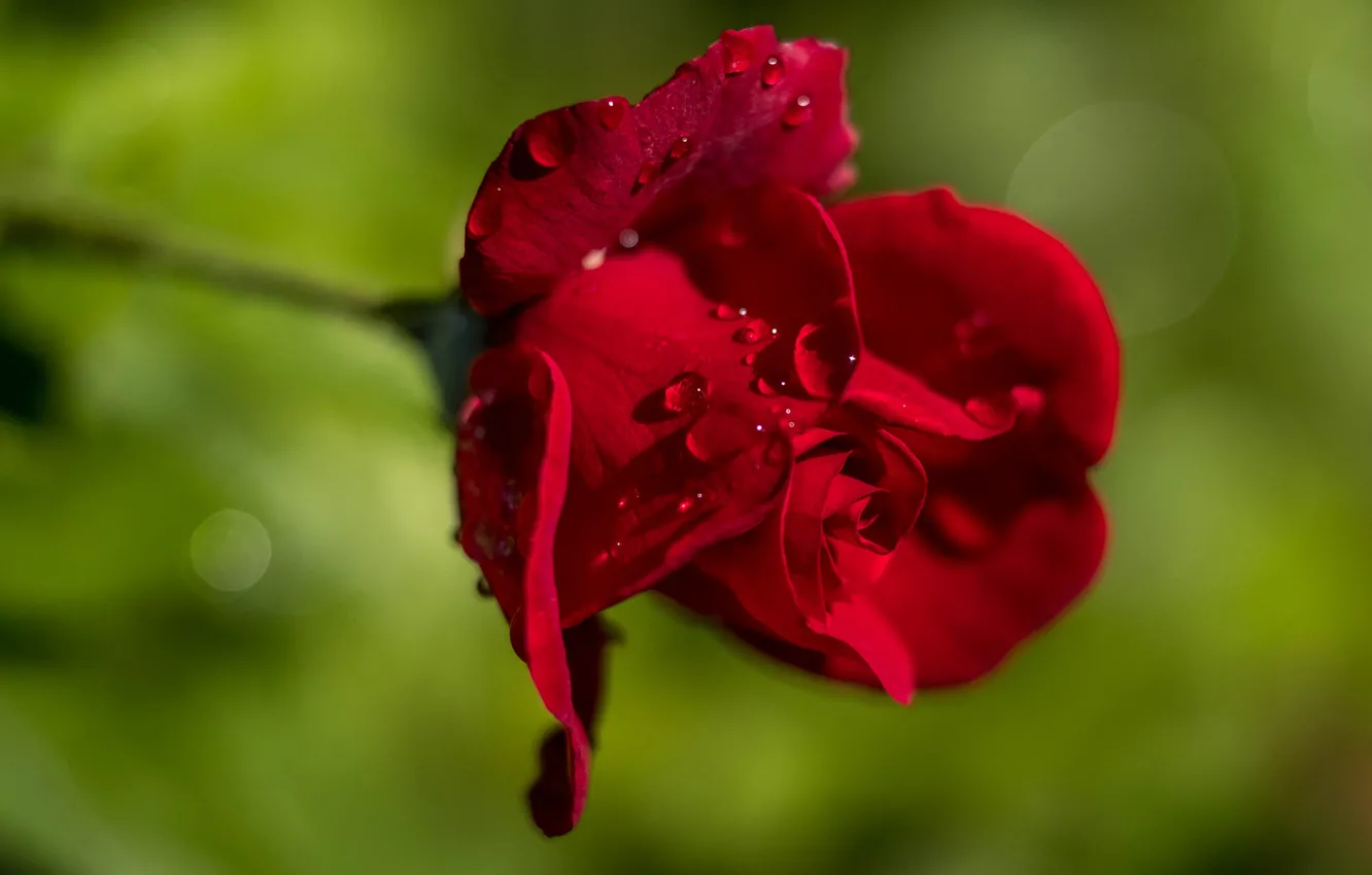 Photo wallpaper drops, macro, flowers, red, green, background, roses, petals