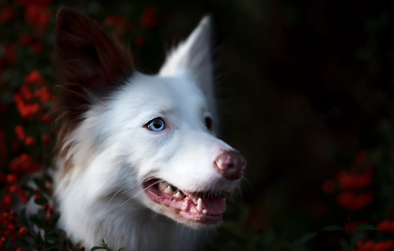 Photo wallpaper background, each, dog