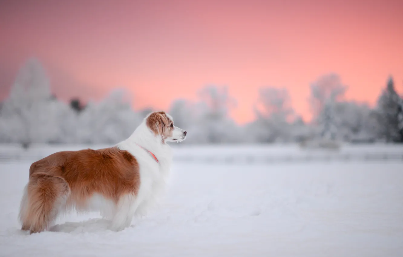 Photo wallpaper winter, each, dog