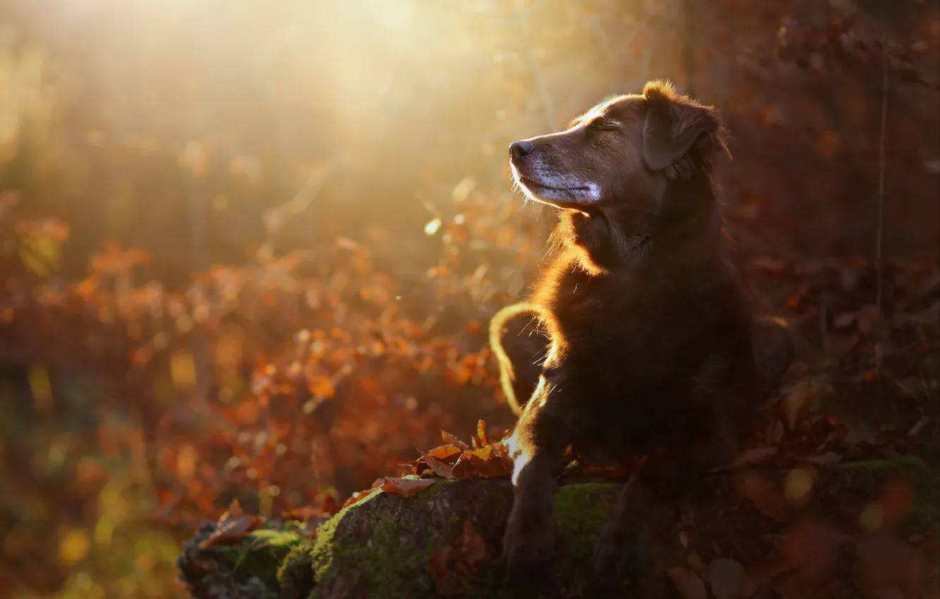 Photo wallpaper autumn, nature, dog