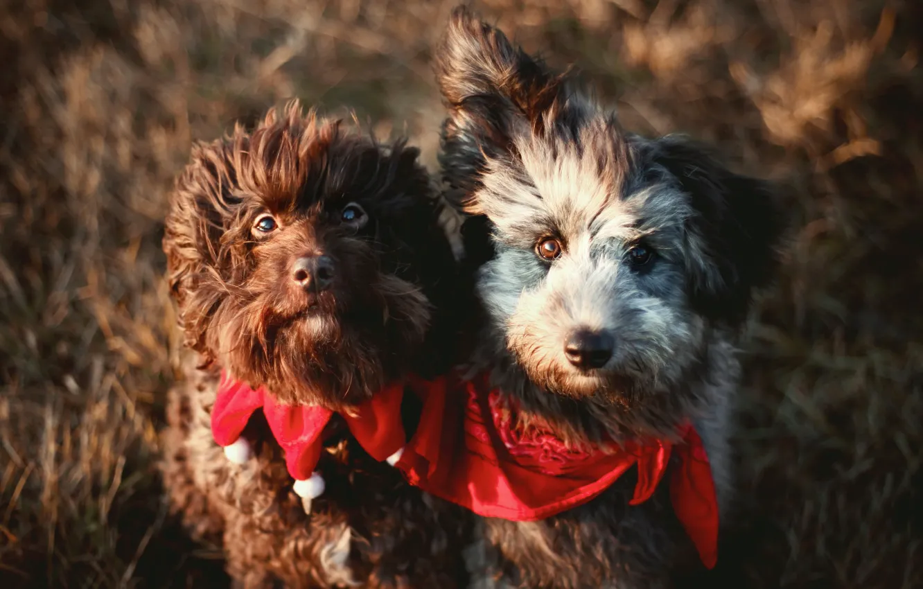 Photo wallpaper face, portrait, light, two dogs, shawl, a couple, dog
