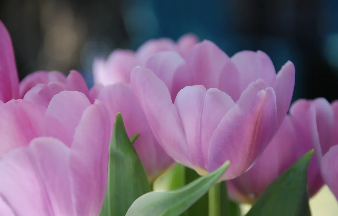 Photo wallpaper macro, flowers, Tulip, spring, tulips, petals. pink