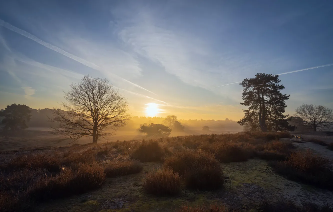Photo wallpaper field, fog, morning