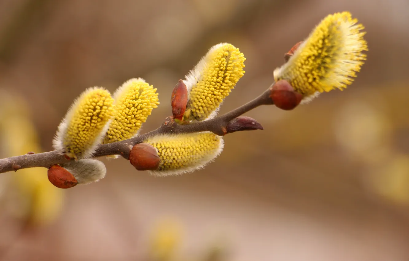 Photo wallpaper branches, Verba, bokeh