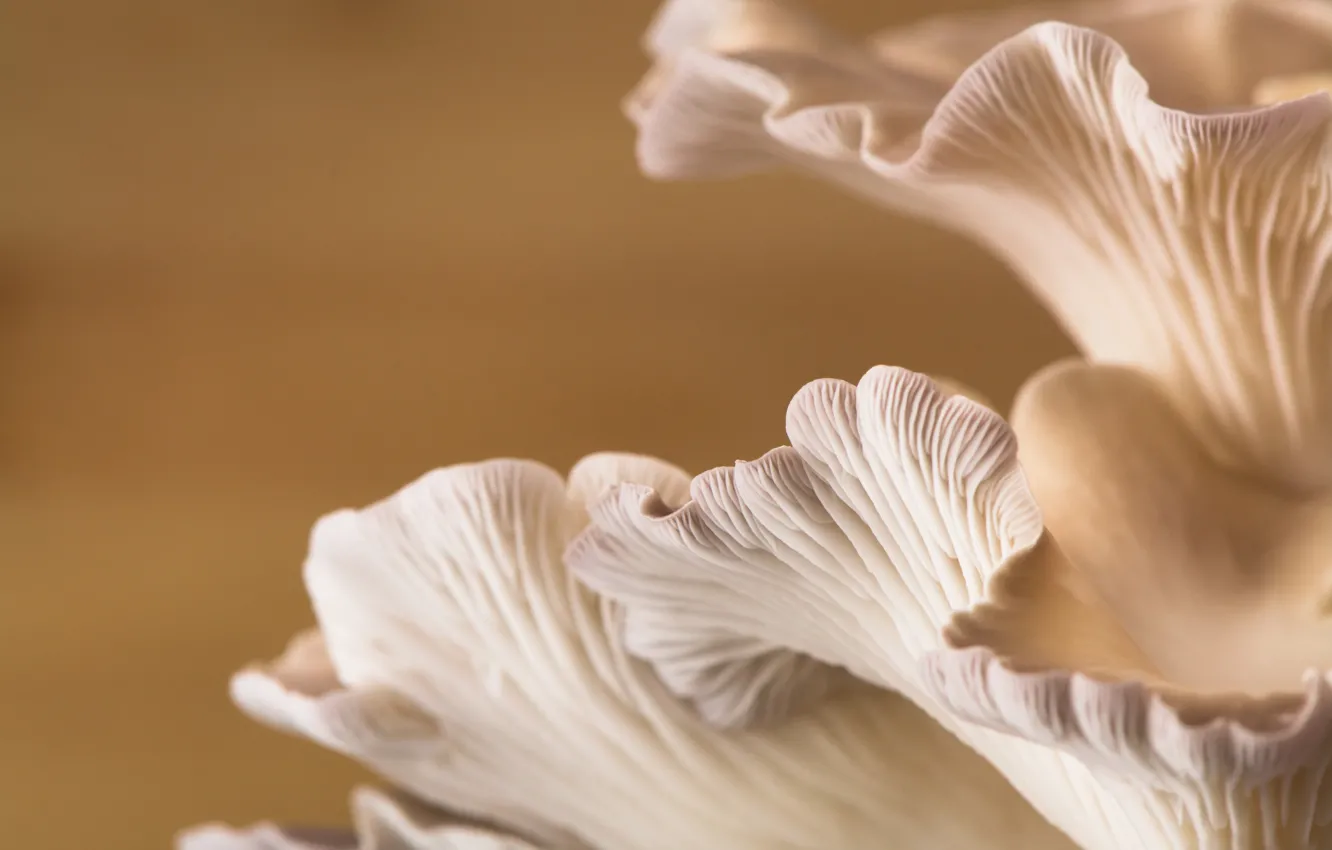 Photo wallpaper macro, mushrooms, Oyster