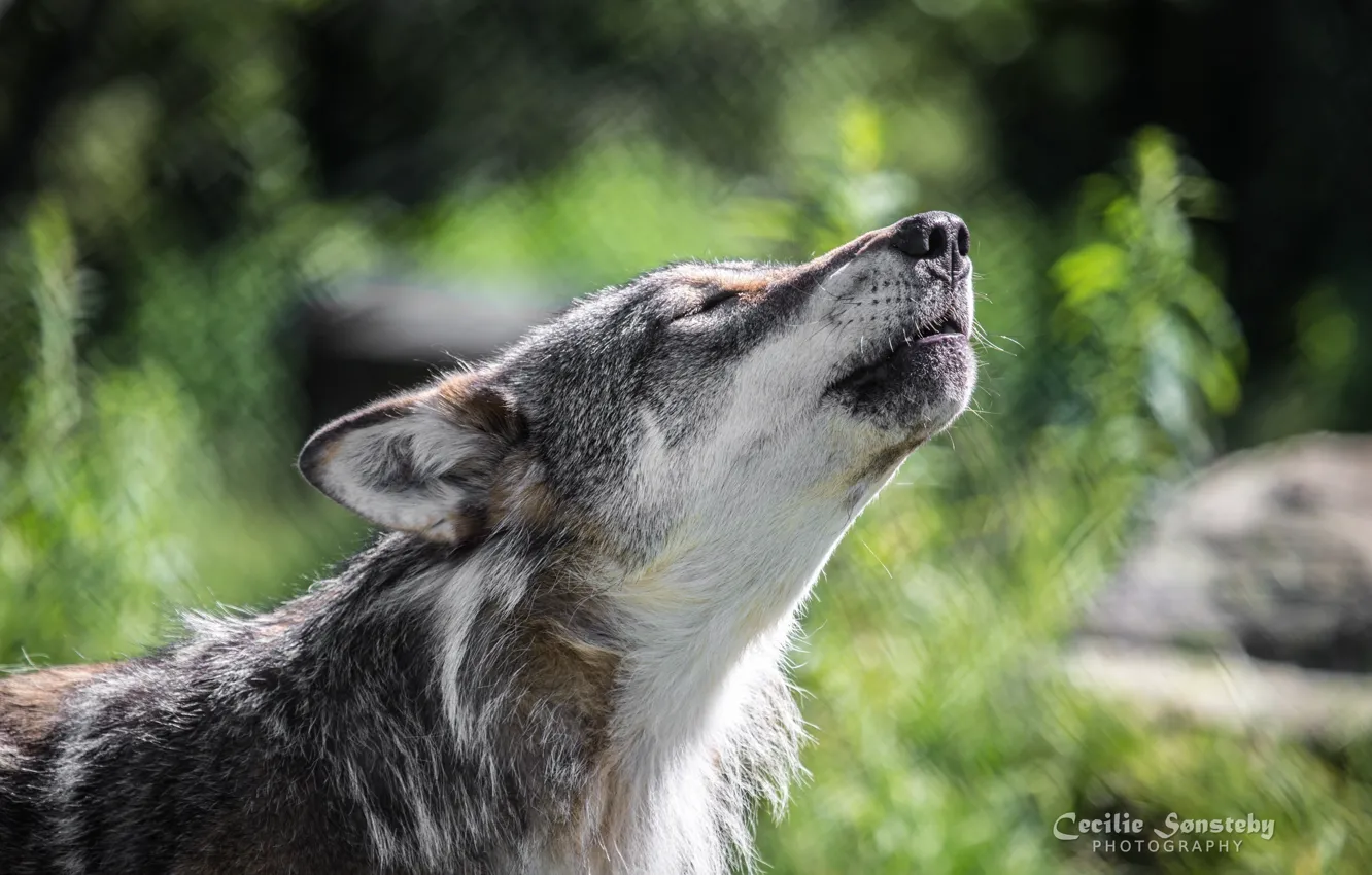 Photo wallpaper face, grey, wolf, predator, howl