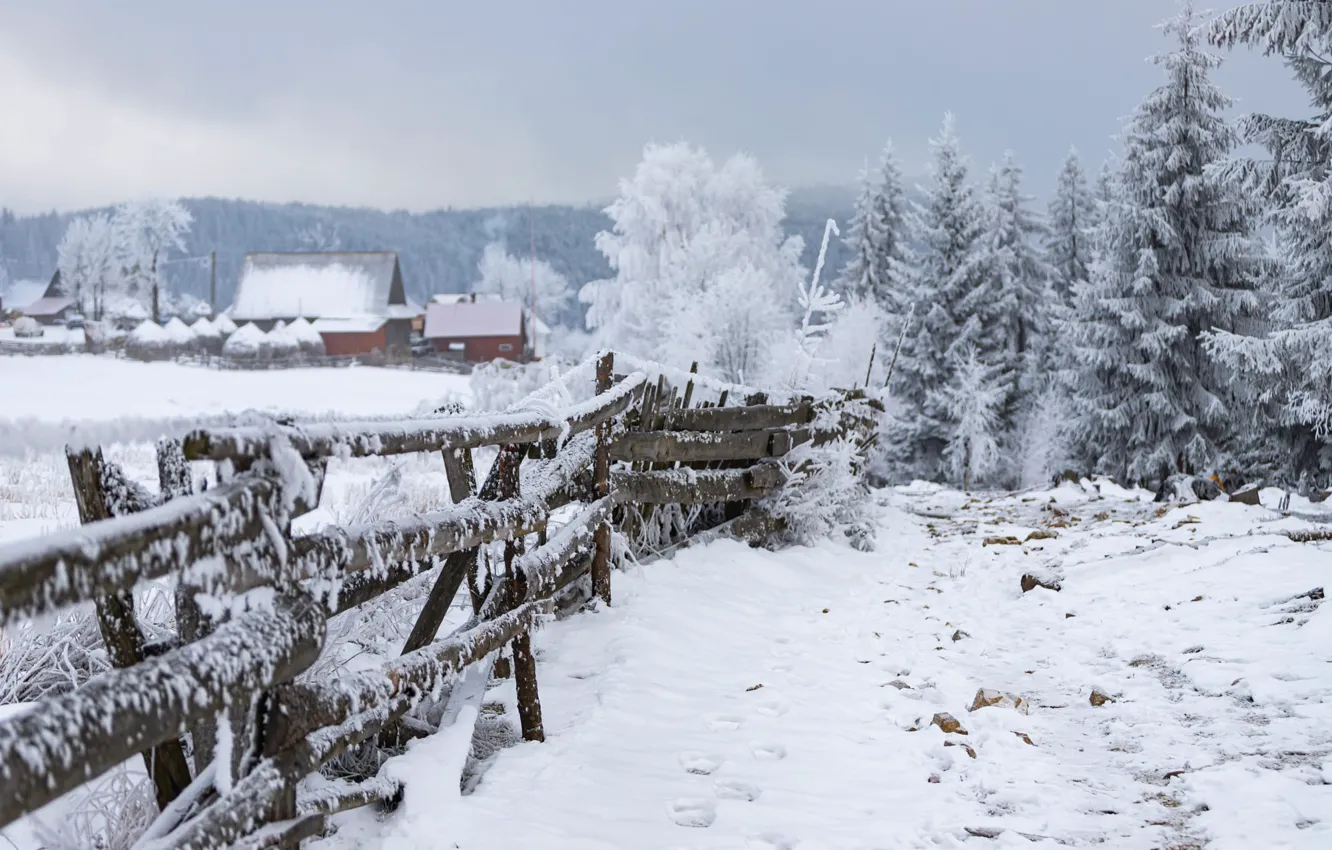Photo wallpaper winter, frost, field, forest, snow, nature, fog, Board