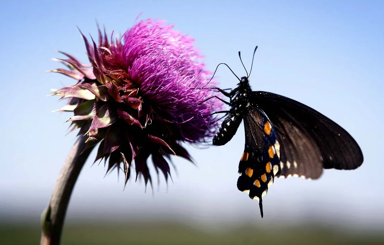 Photo wallpaper the sky, macro, flowers, butterfly, butterfly, Thistle