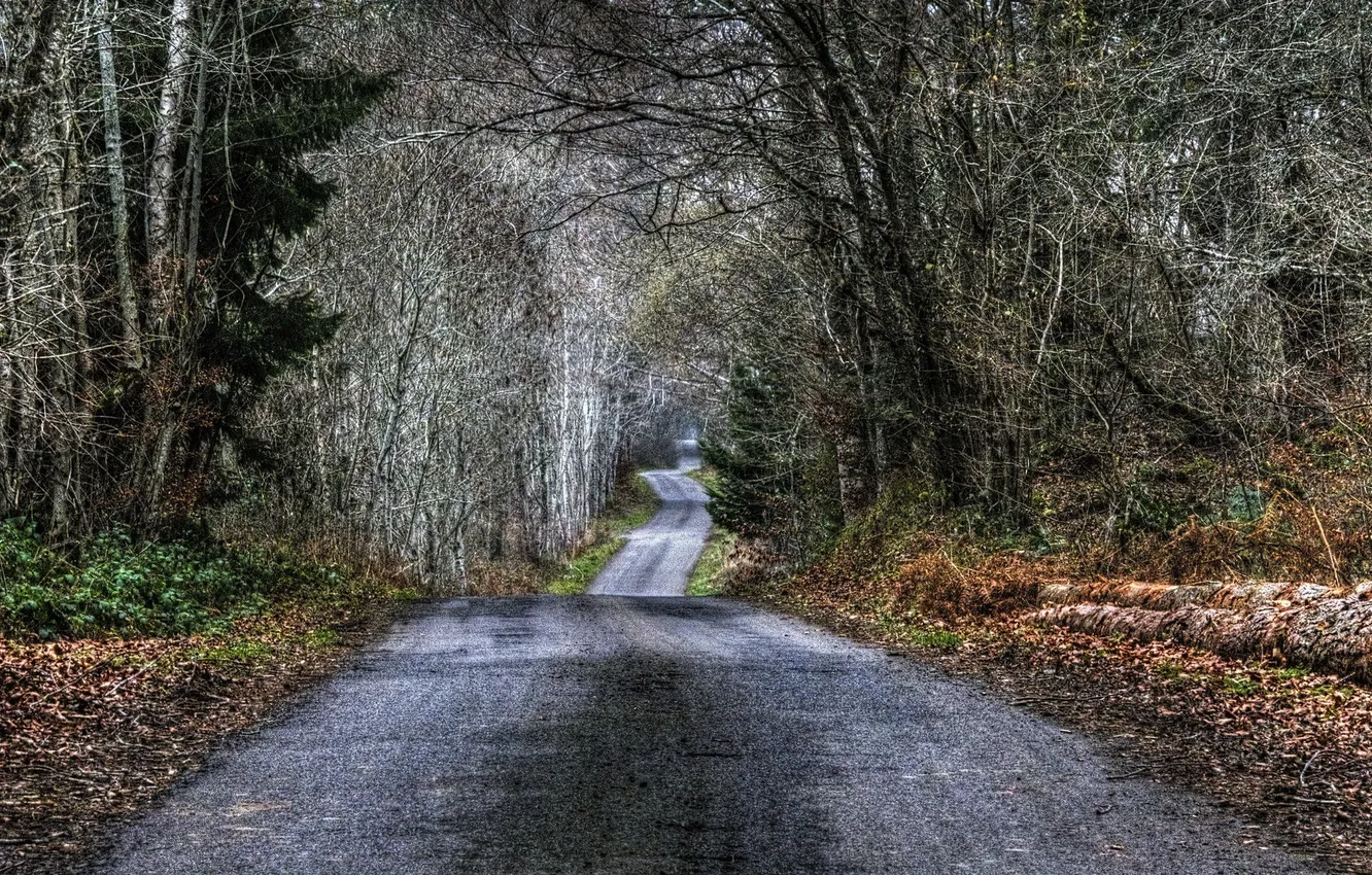 Photo wallpaper road, autumn, forest