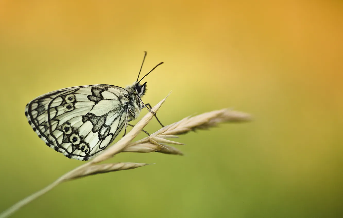 Photo wallpaper butterfly, a blade of grass, spike, Melanargia Galathea
