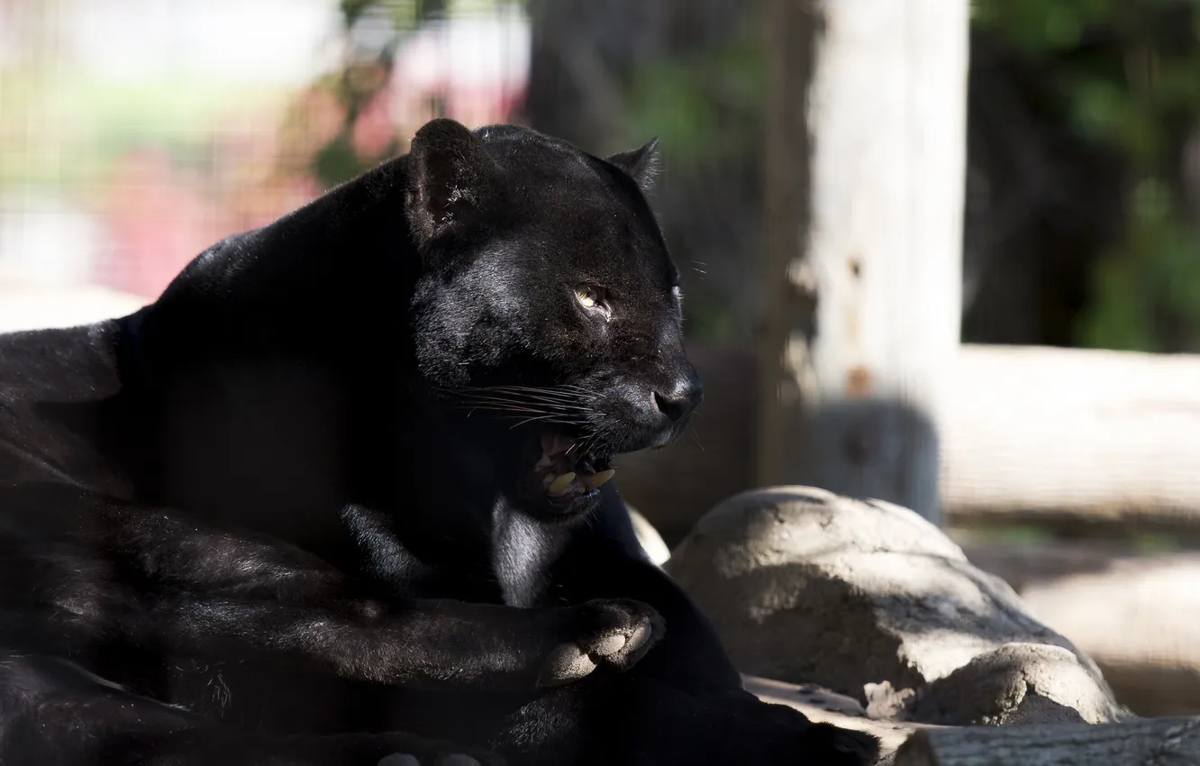 Photo wallpaper predator, Panther, lies, Jaguar, wild cat, zoo