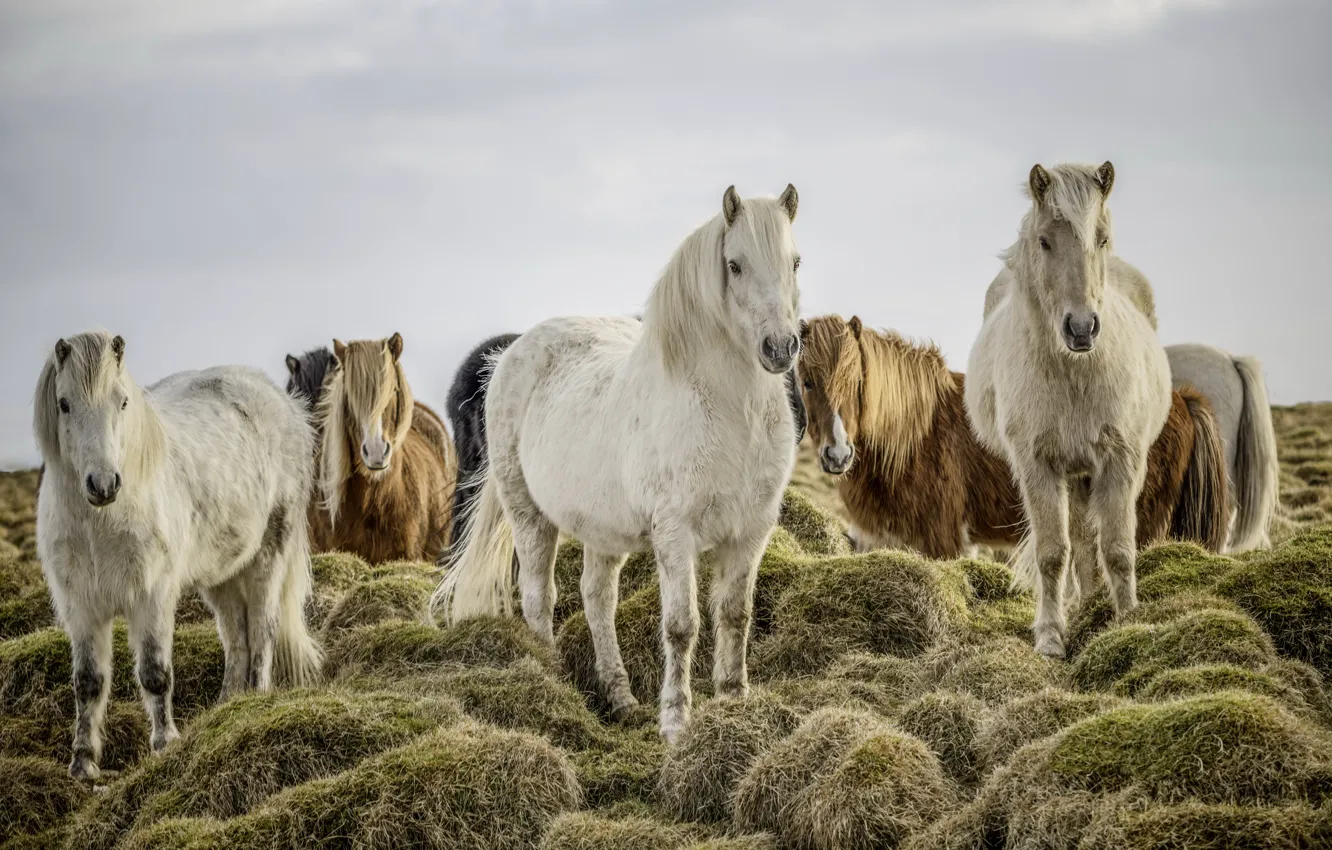 Photo wallpaper nature, horses, the herd