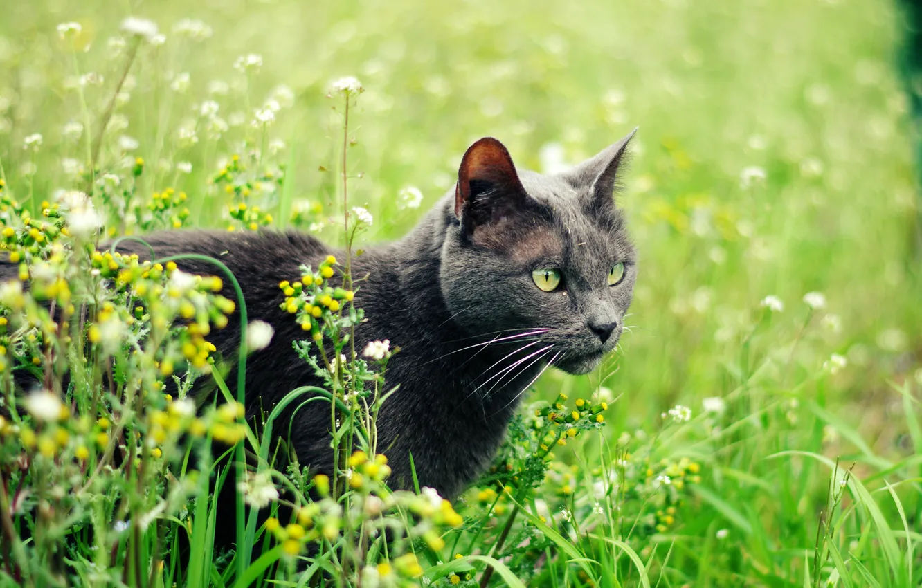 Photo wallpaper cat, summer, grass, cat, plants, grey, green-eyed