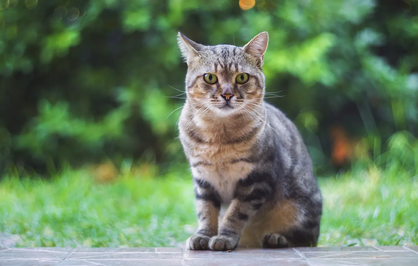 Photo wallpaper look, background, cat