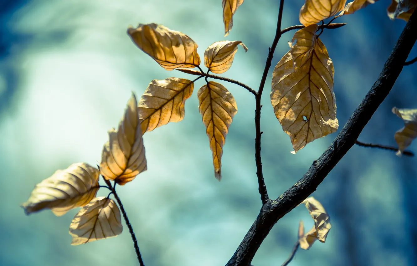 Photo wallpaper leaves, branches, nature