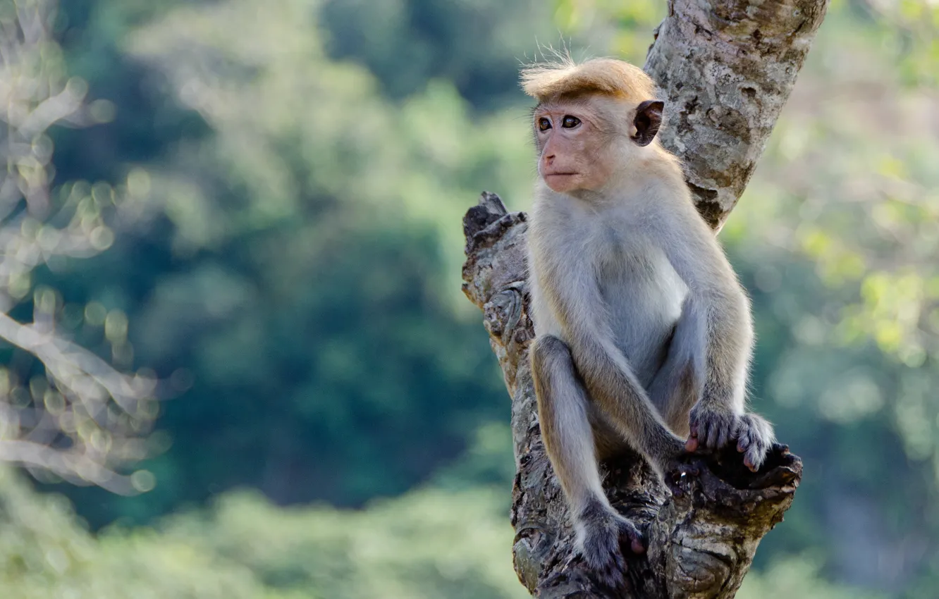 Photo wallpaper look, pose, background, tree, monkey, face, sitting, monkey