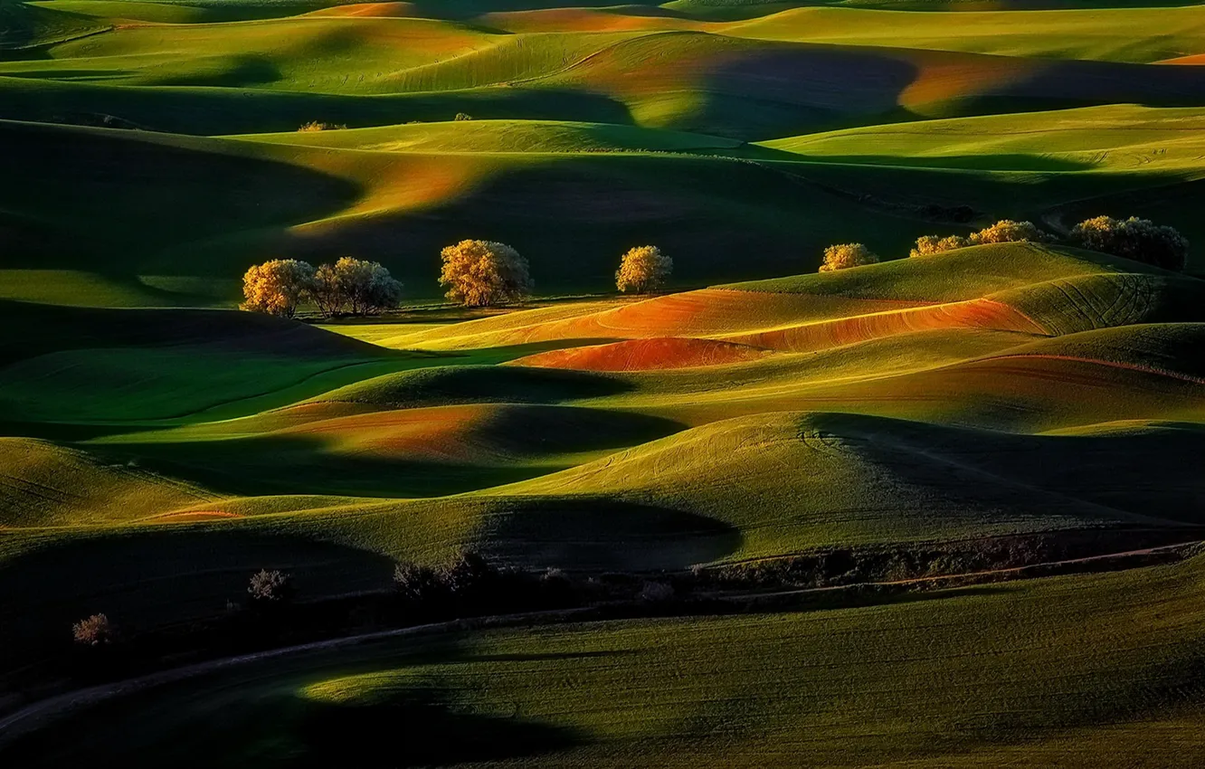 Photo wallpaper field, trees, nature