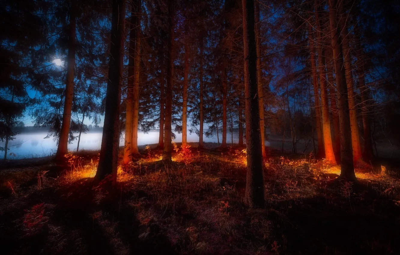 Photo wallpaper forest, the sky, trees, night, nature, fog, lake, plant